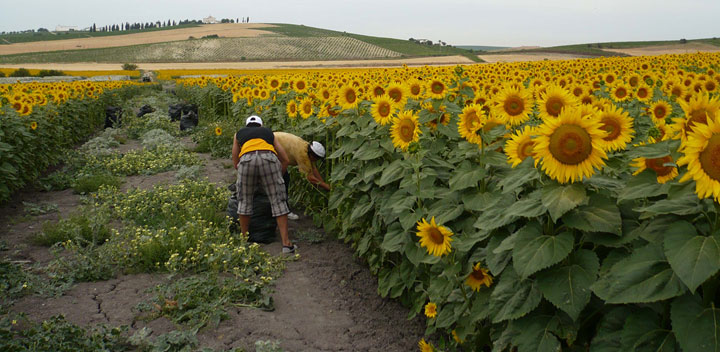 Girasol