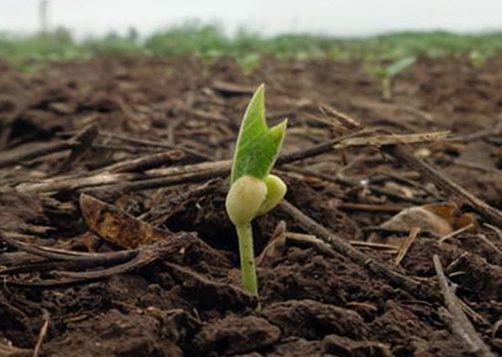 Mung Beans